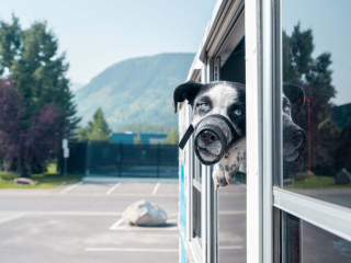 mountain express dog friendly campaign 11