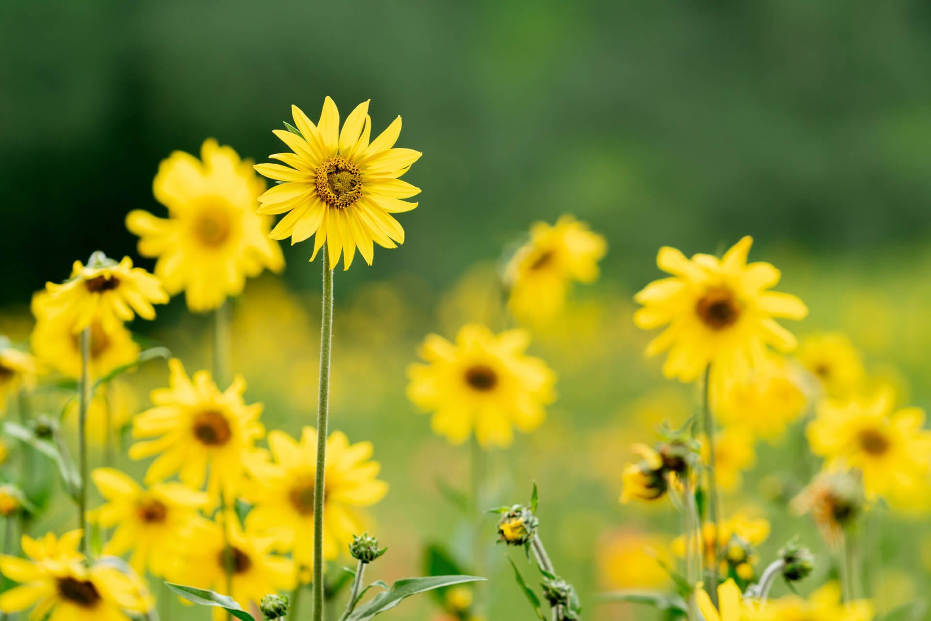 Featured image for “Photography Workshop – Early August – Crested Butte, CO”