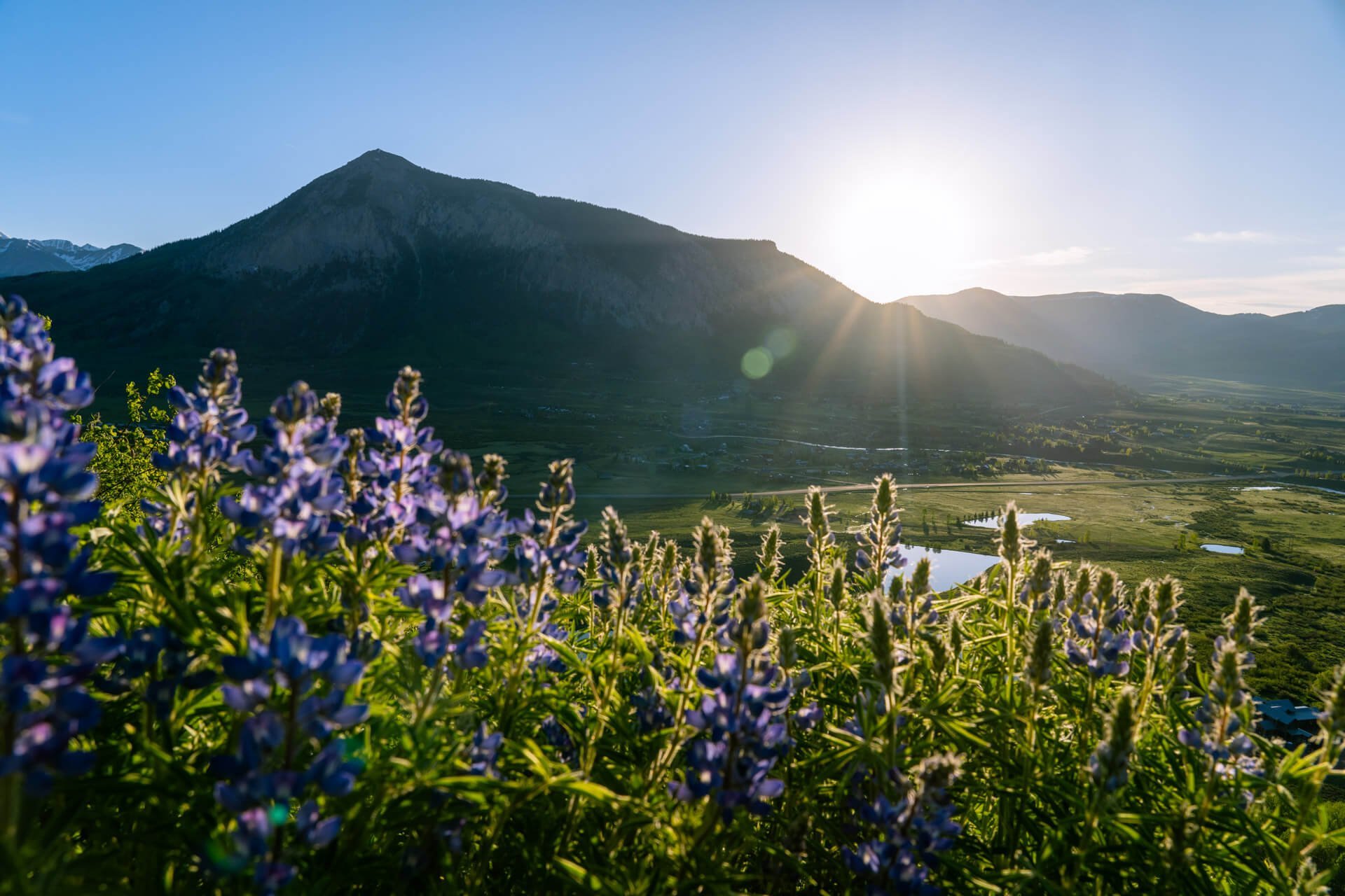 Featured image for “Wildflower Photography Workshop – Late July – Crested Butte, CO”